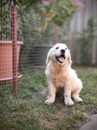 Golden retriever