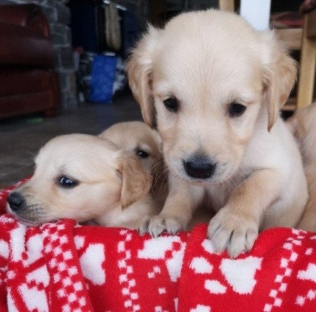 Golden retriever