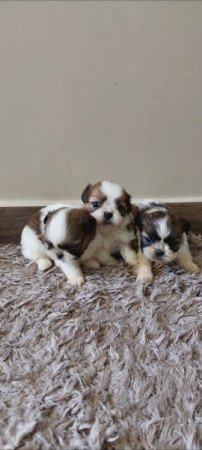 Shih -tzu