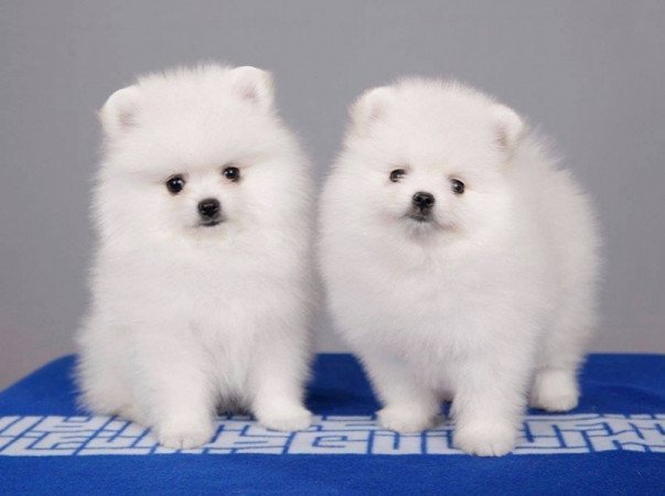 Pomerániai