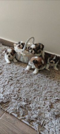 Shih -tzu