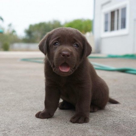 Labrador retriever