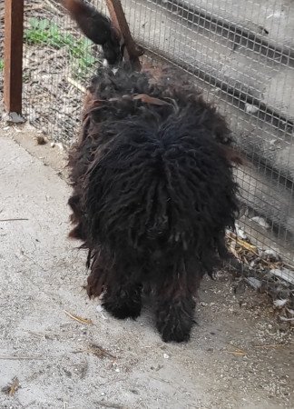 Puli jellegű kutya