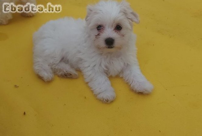8 hetes Bichon Havanese kislány