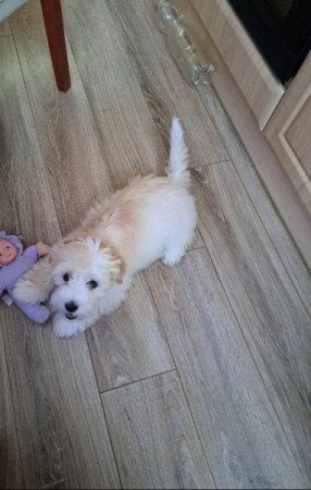 Bichon havanese