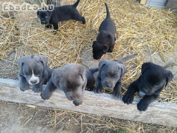 Cane corso kis kutyák