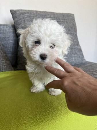 Bichon havanese