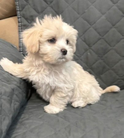 Máltai+uszkár=Maltipoo havanese bichon