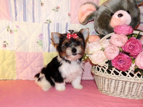 Biewer Yorkshire Terrier, Yorki
