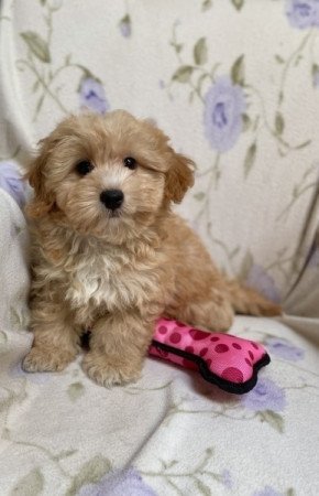 Maltipoo