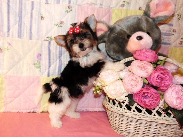 Biewer Yorkshire Terrier, Yorki