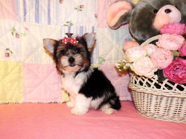 Biewer Yorkshire Terrier, Yorki
