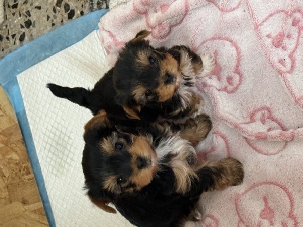 yorkshire terrier