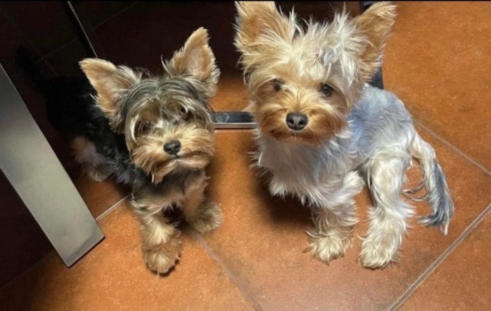 yorkshire terrier