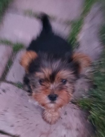 Yorkshire terrier