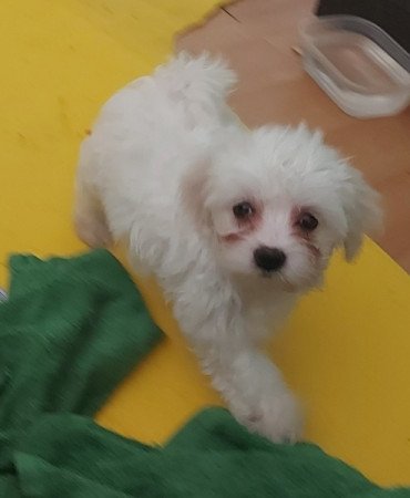 Bichon Havanese