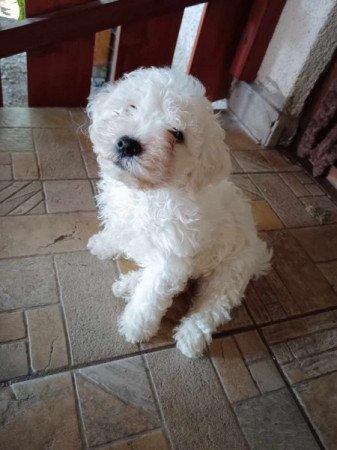 Bichon Bolognese