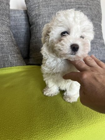 Bichon havanese