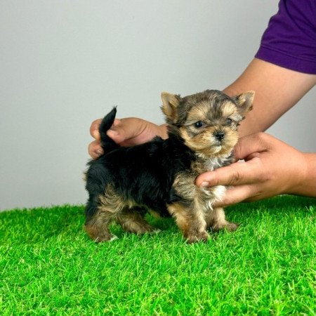 Yorkshire Terrier