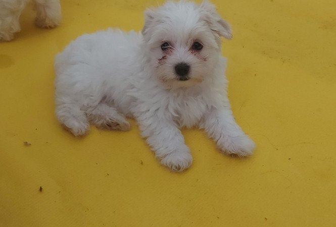 Bichon Havanese