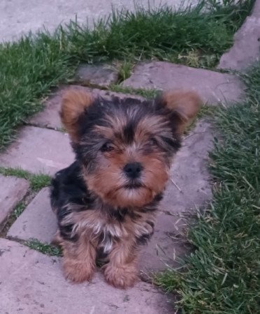 Yorkshire terrier