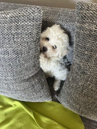 Bichon havanese