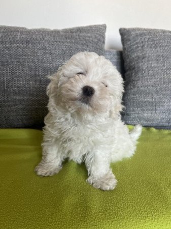 Bichon havanese