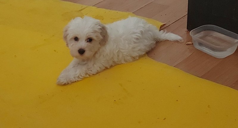 Bichon Havanese