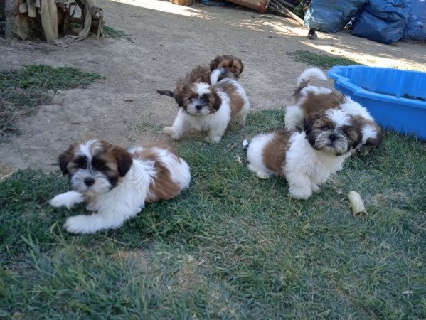 shi tzu