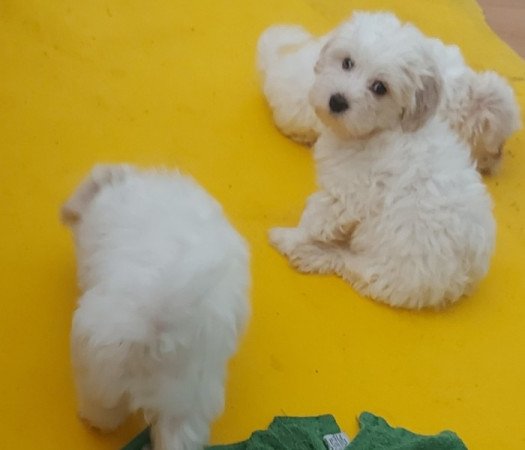 Bichon Havanese
