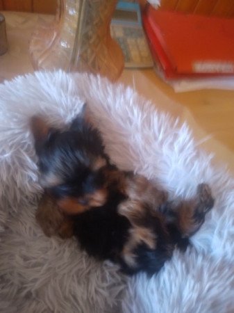Yorkshire terrier