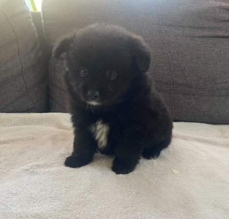 Pomerániai Törpe Spitz