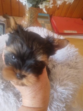 Yorkshire terrier