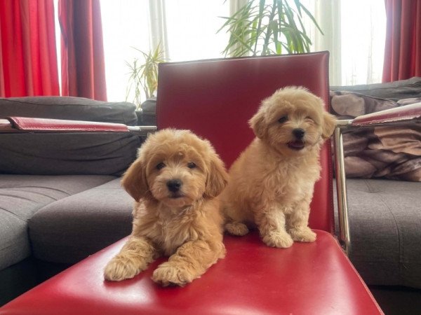 Maltipoo