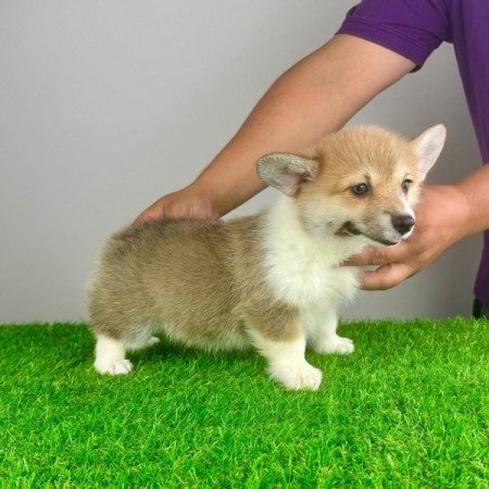 Pembroke Welsh Corgi