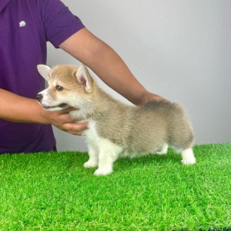 Pembroke Welsh Corgi