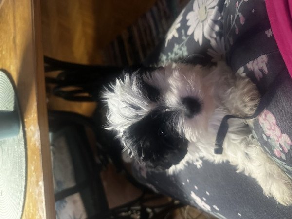 Bichon