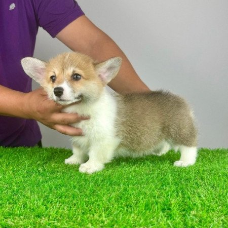 Pembroke Welsh Corgi