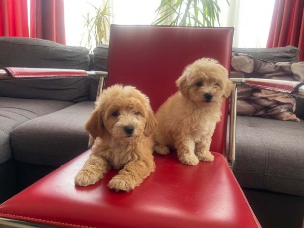 Maltipoo