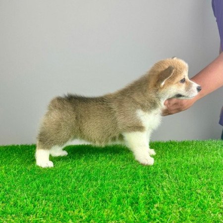 Pembroke Welsh Corgi