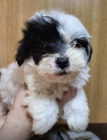 Bichon