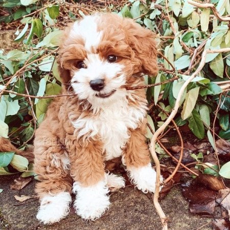 cavapoo