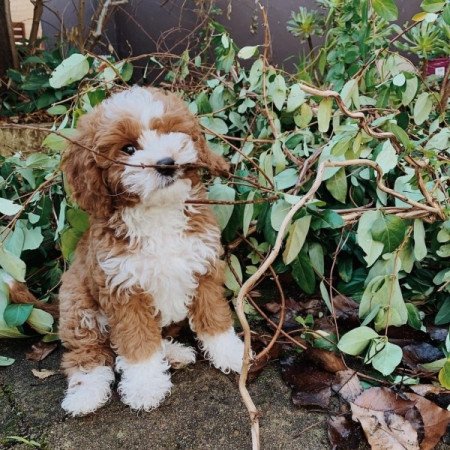 cavapoo