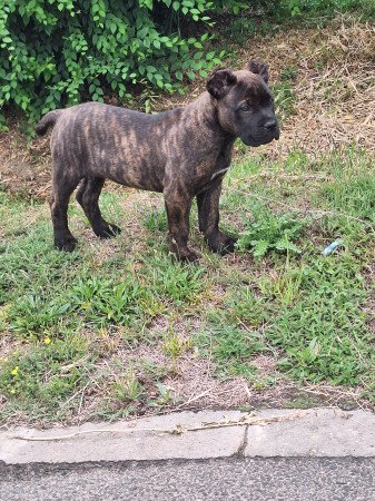 Cane corso