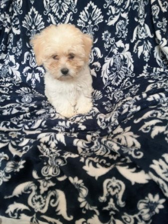 Bichon havanes