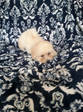 Bichon havanes