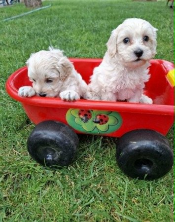 Maltipoo