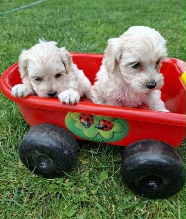 Maltipoo