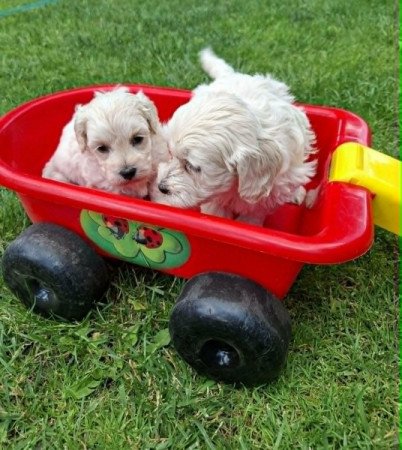 Maltipoo