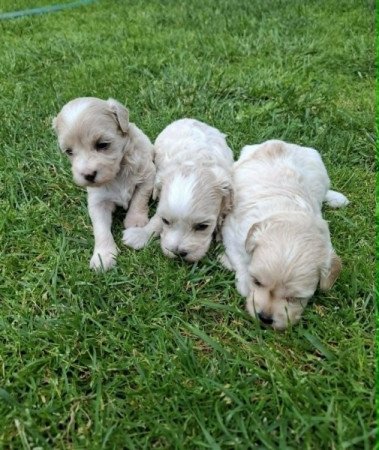 Maltipoo